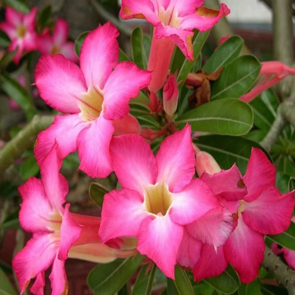 Adenium Obesum Seeds - 5PCS Rare Rose Desert Rose Graines, Bonsaï Arbre Plante Décor