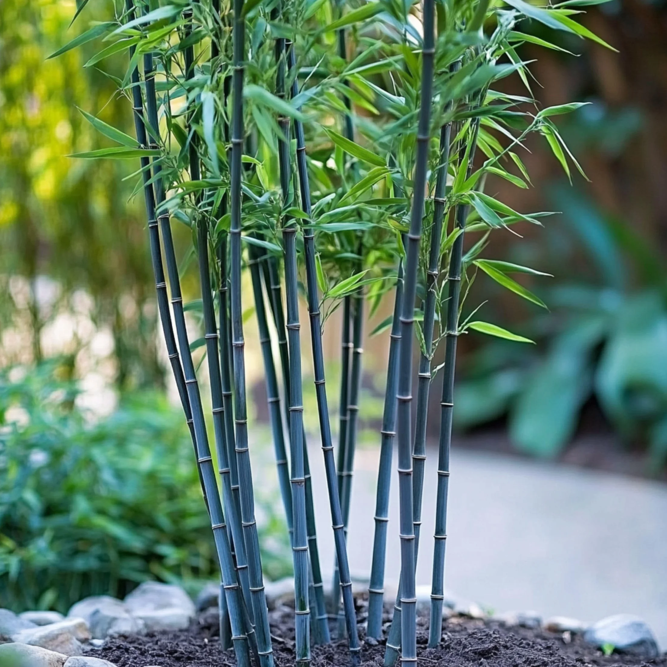 Fargesia papyrifera 'Blue Dragon' Bambou à papier Lot de 2 Pot 13cm Hauteur 30-40cm