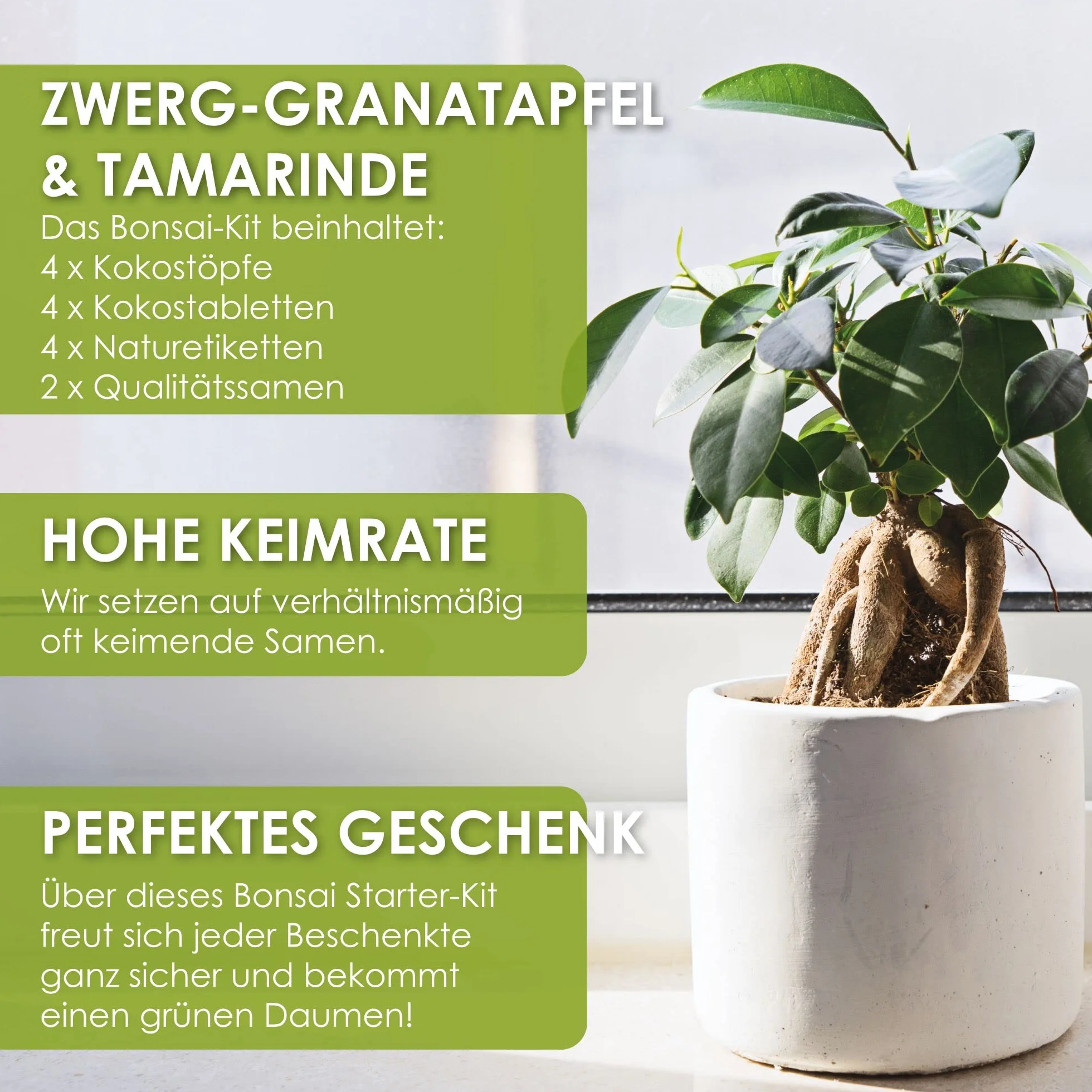 Bonsai Starter Kit - Bonzai set avec pots de noix de coco, graines et terre - Grenadier Nain + Tamarin