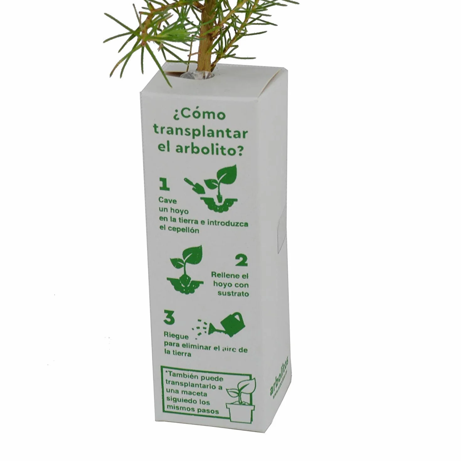 Oranger Amer Bigaradier – Arbre Fruitier Croissance Rapide Agrumes Parfumés – Jeune Pousse 30 cm Caisse en Bois – 1 Unité