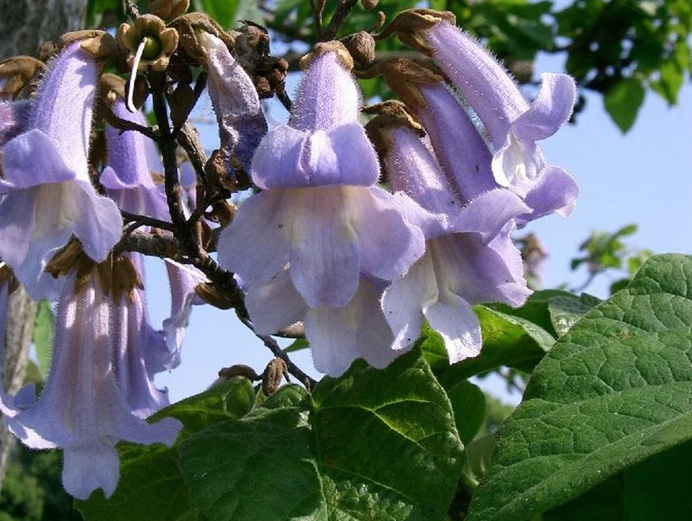 SAFLAX Arbre impérial Paulownia tomentosa 200 graines