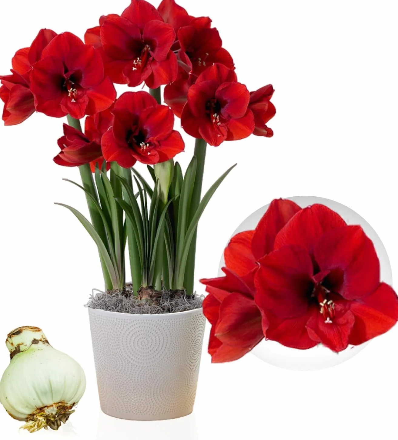Amaryllis Bulbe Red Lion - Bulbes à fleurs grand format 26/30 - Hippeastrum de Hollande