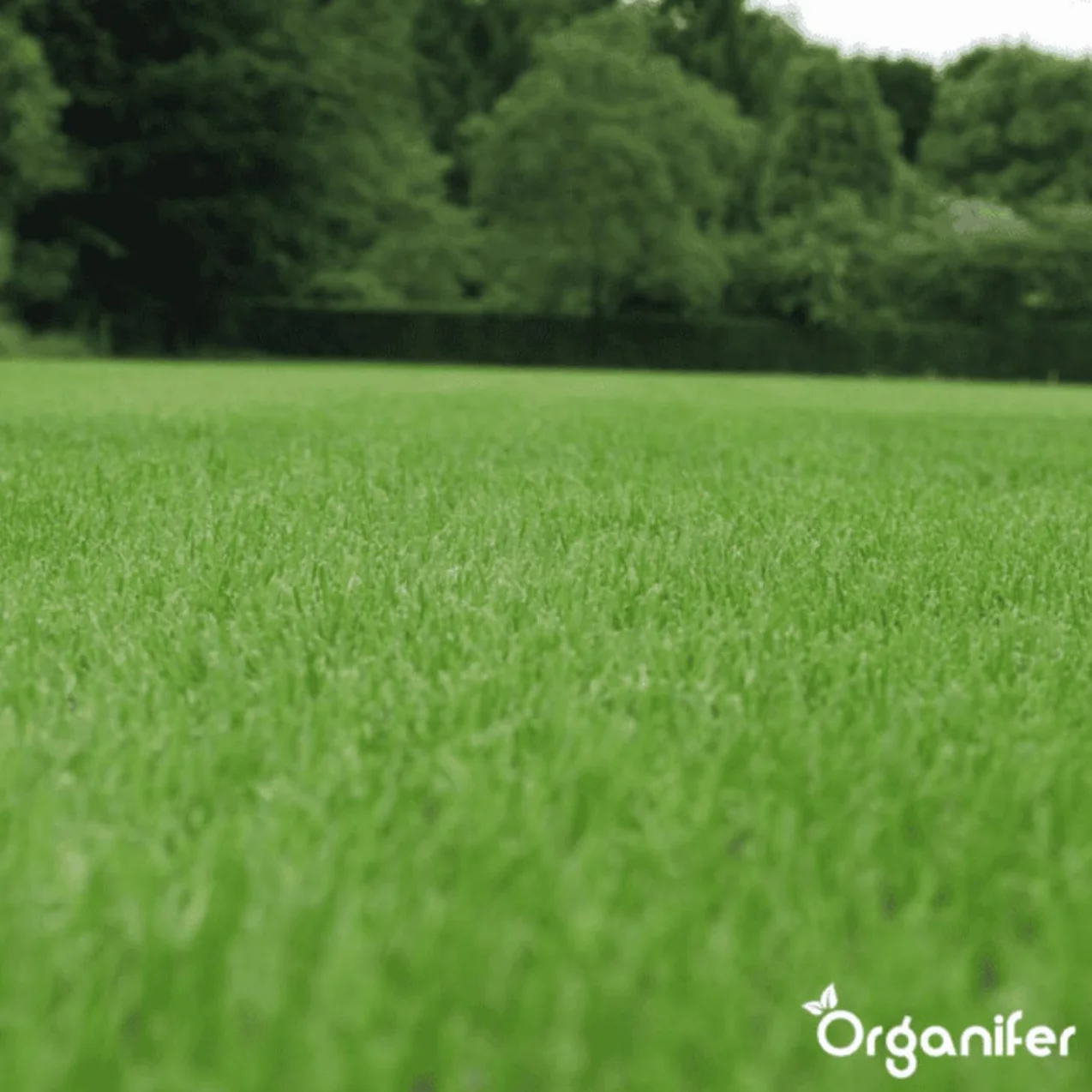 Organifer Graines De Gazon À Germination Rapide 1 Kg 50 M2 Pelouses Sportives