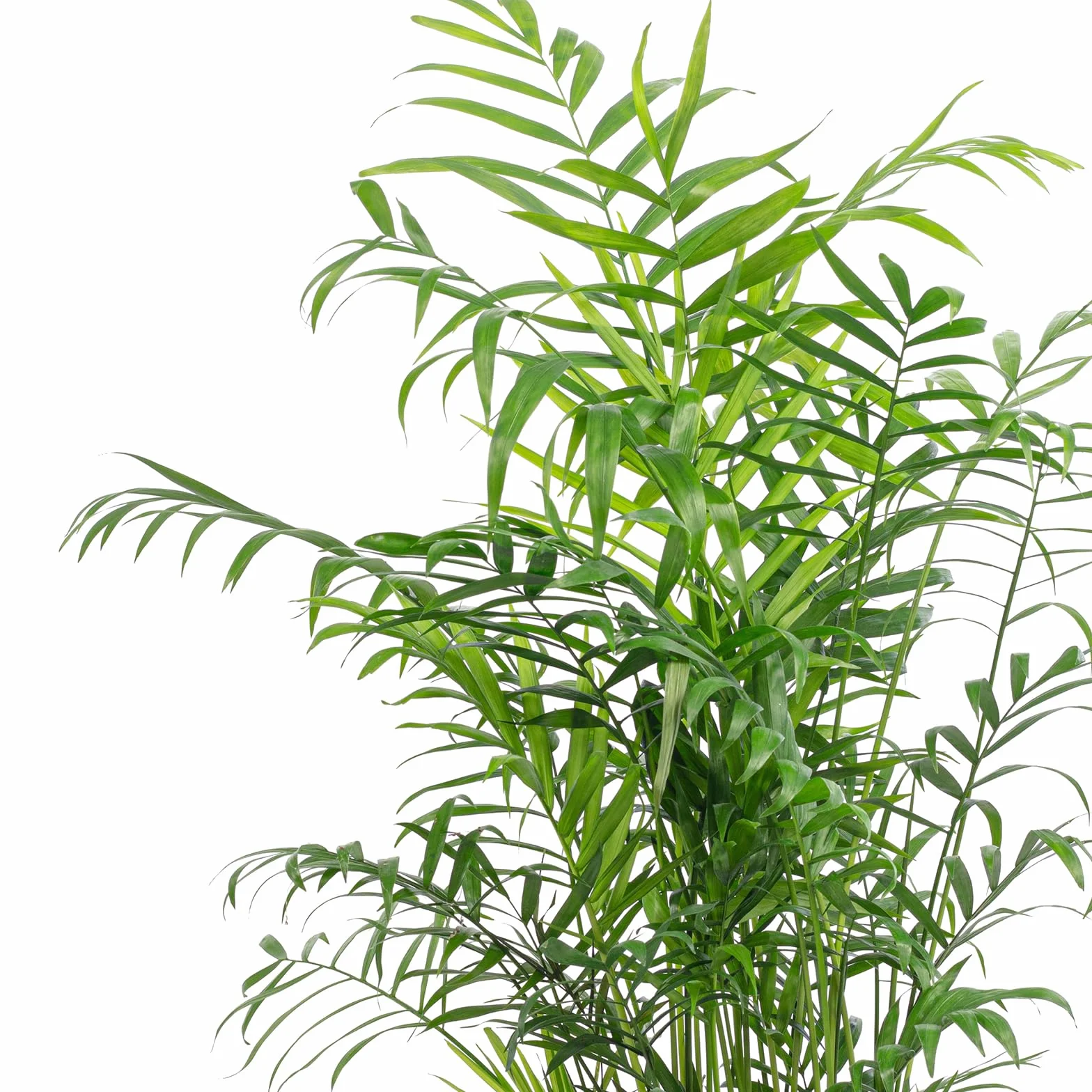 Chamaedorea elegans Palmier de montagne 70 cm pot Ø 17 cm plante intérieur