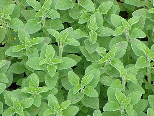 Origanum vulgare Origan 250 graines