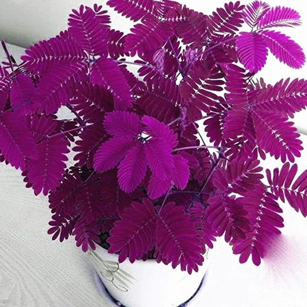 Mimosa Pudica Graines 100 Pcs, Jardin Bonsaï Plantes Décor Maison Pourpre