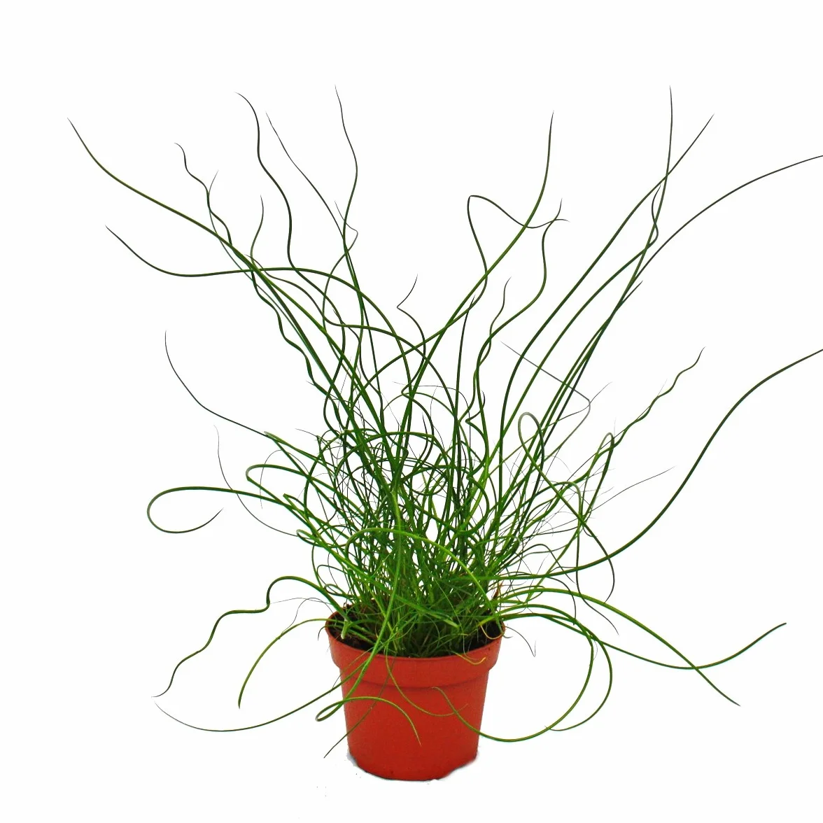 Boucle d'amour spirale Juncus effusus tire-bouchon 12 cm