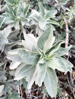 Graines de sauge blanche fraîches 80 pièces