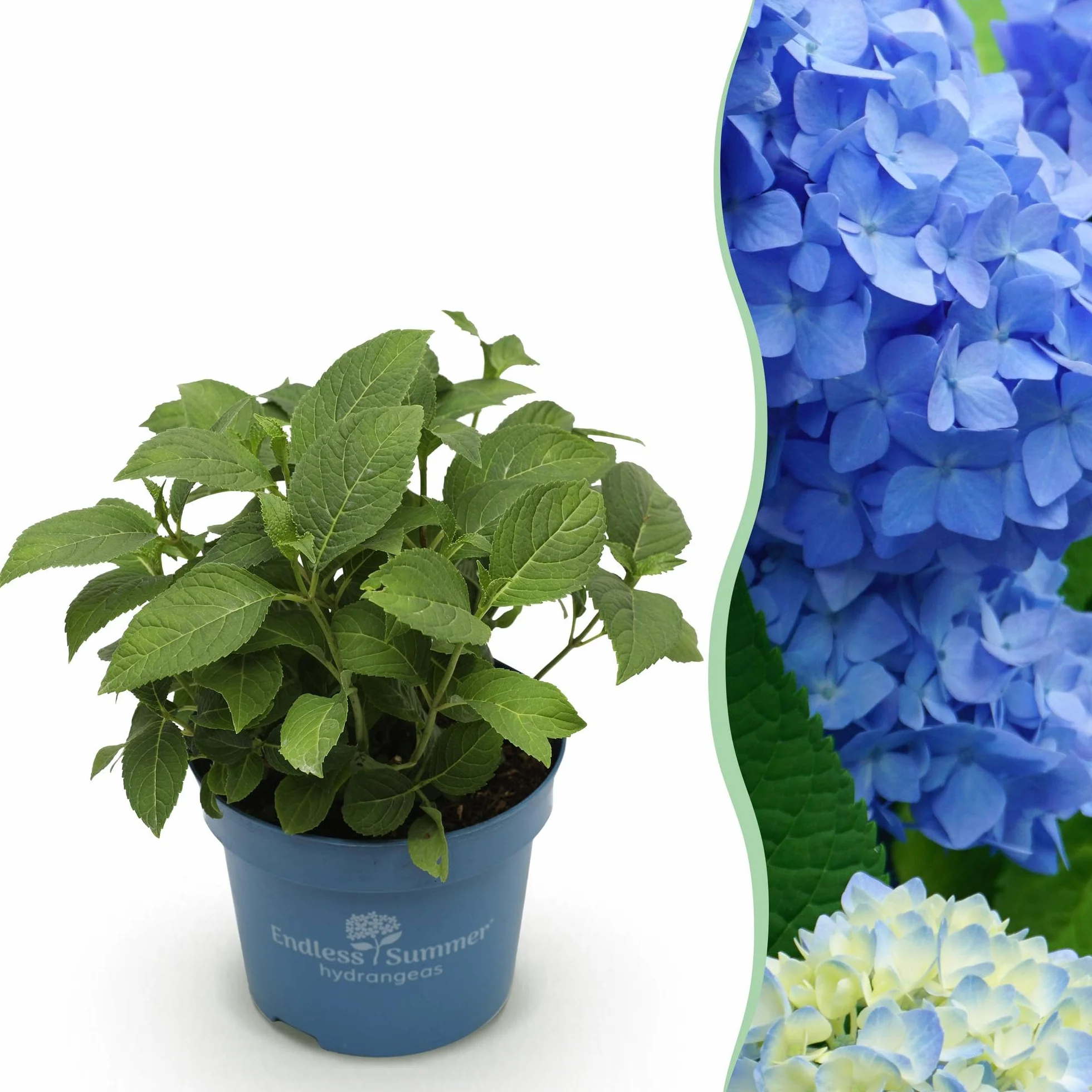 Hydrangea Endless Summer The Original Blue Hortensia Bleu Pot 14cm Hauteur 20-25cm