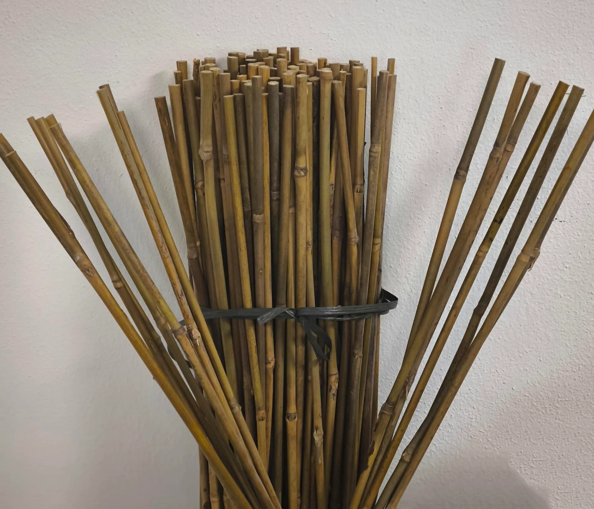 Suinga Lot de 50 Tuteur en Bambou 150 cm, diamètre 10-12 mm. Tiges de Bambou à Usage agricole, supportant Les Arbres, Les Plantes et Les légumes