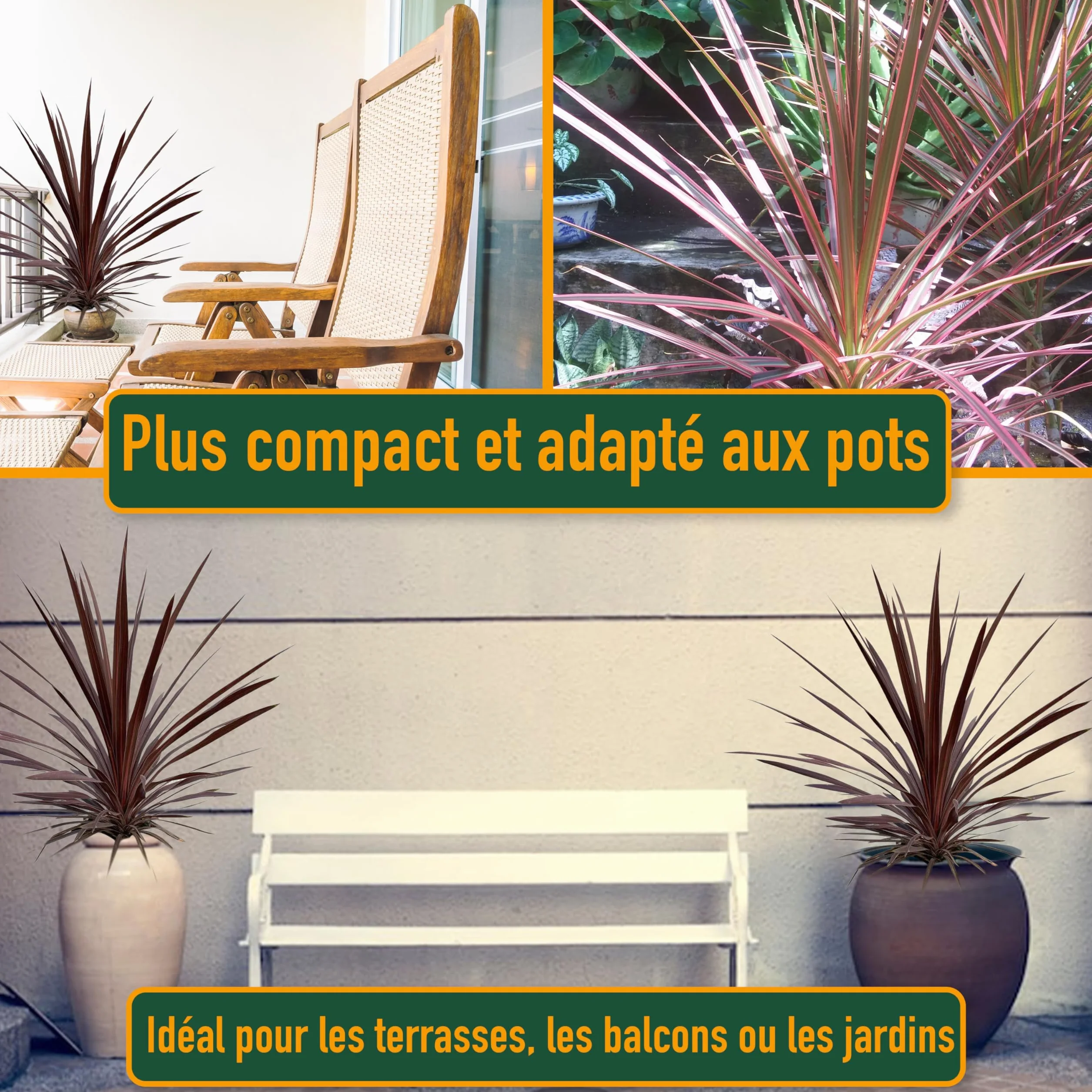 Cordyline australis Red Star Lys géant 100 cm pot 10 l plante de jardin rustique intérieur extérieur