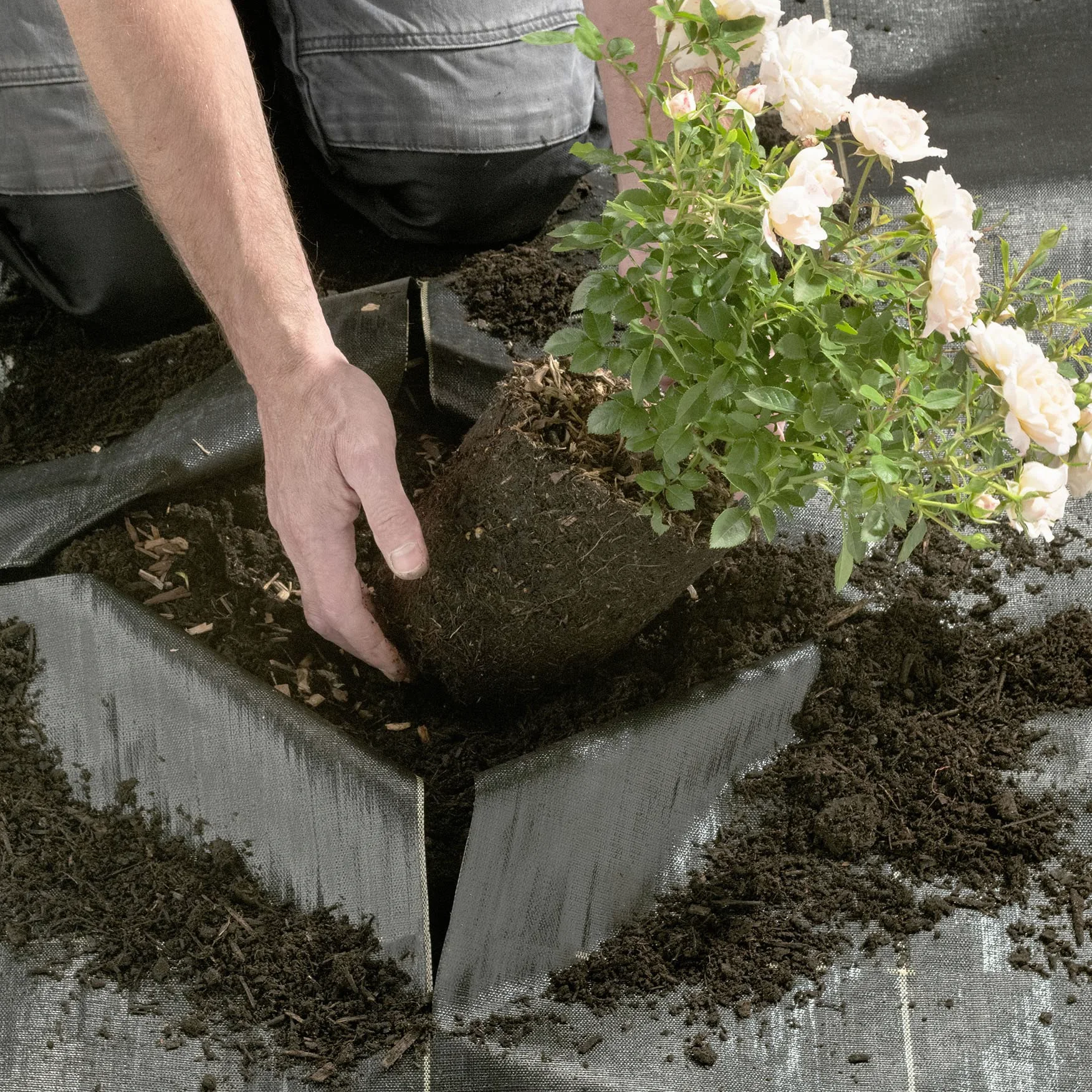Pro-Tec 2 m Tissu de contrôle des Mauvaises Herbes Extra Heavy Duty 125 g/m² Paysage Jardin Sol Coque Membrane Doré Line Gold 2m x 50m