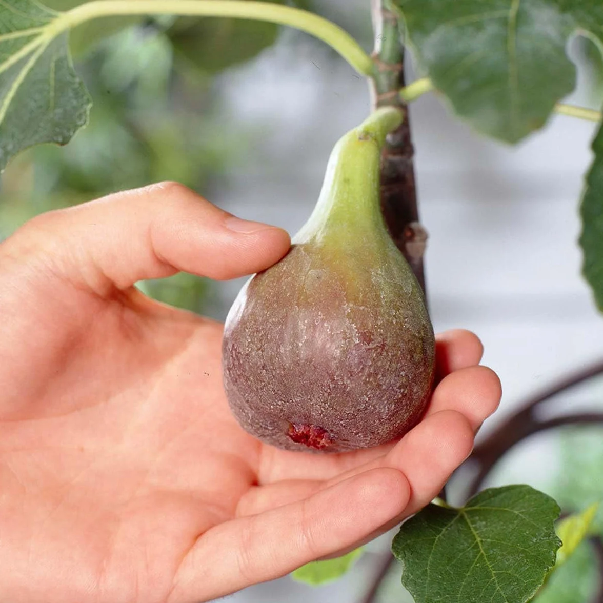 Bloomique Ficus Carica ‘Brown Turkey’ Figuier Arbre fruitier Rustique Hauteur 80-100 cm Pot 21 cm