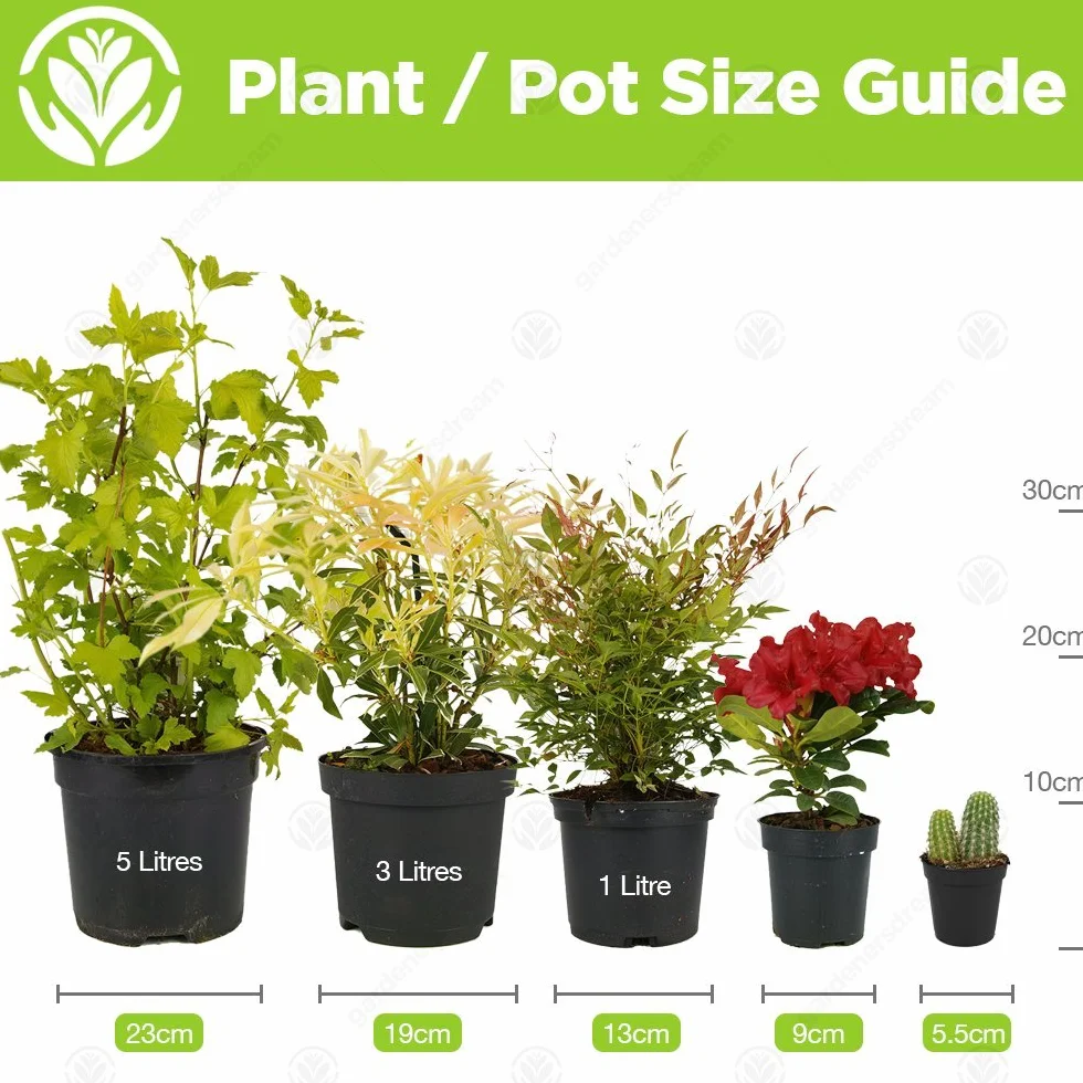 Monstera Deliciosa plante d'intérieur arbuste persistant en pot