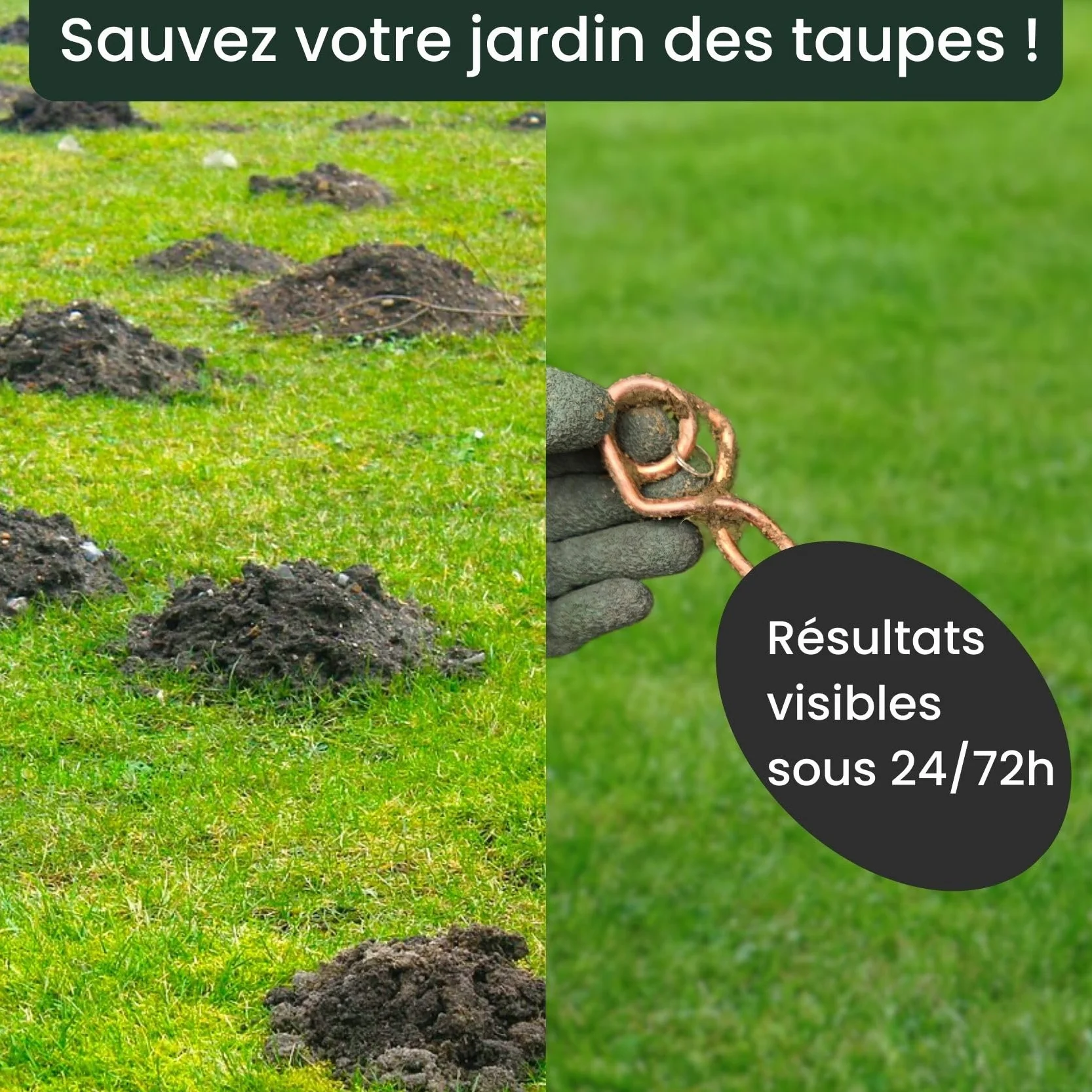 Piège à Taupe Putange avec Pince Améliorée - Lot de 4 - Acier Cuivré - Professionnel Efficace