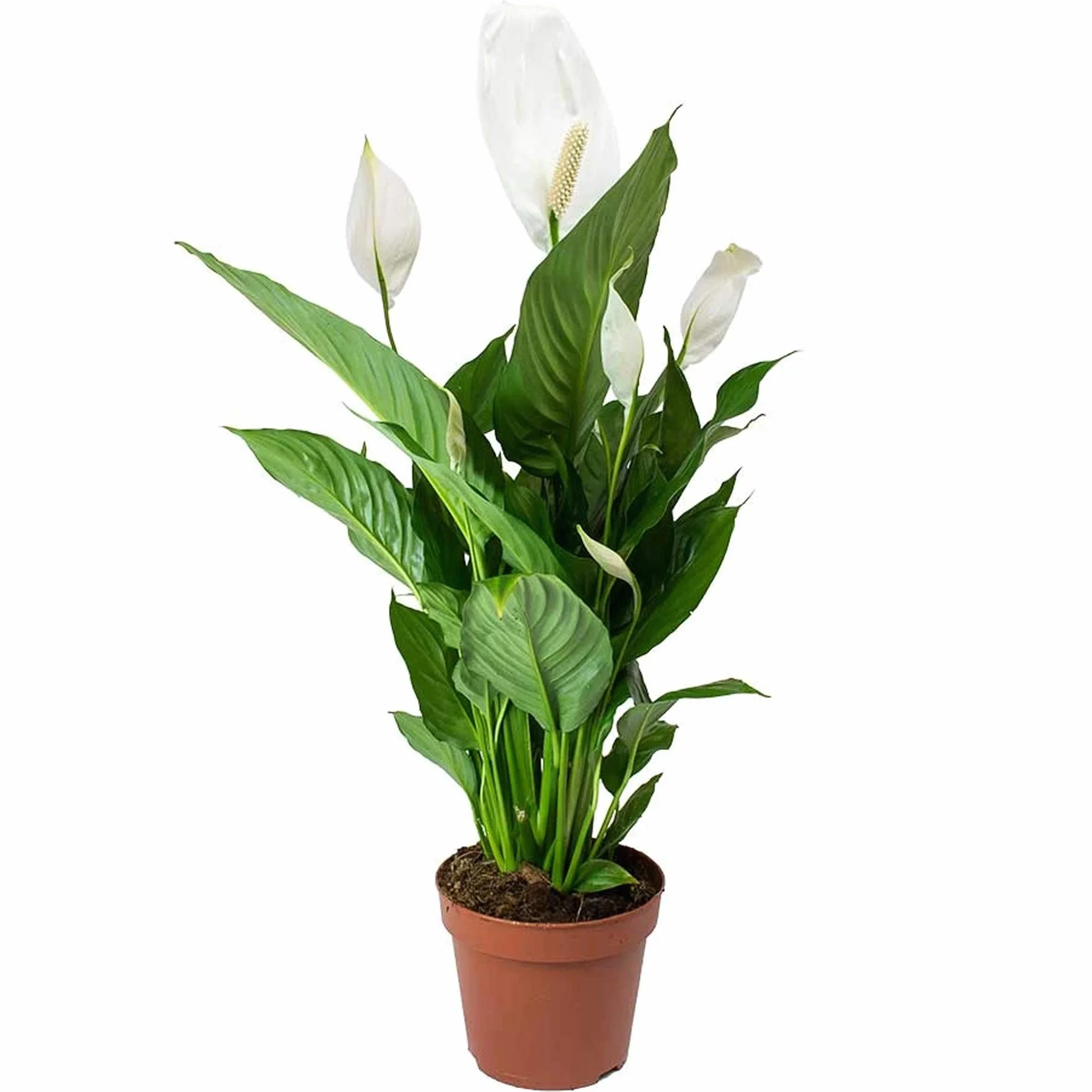 Spathiphyllum Fleur de Lune Plante d’intérieur 9 cm