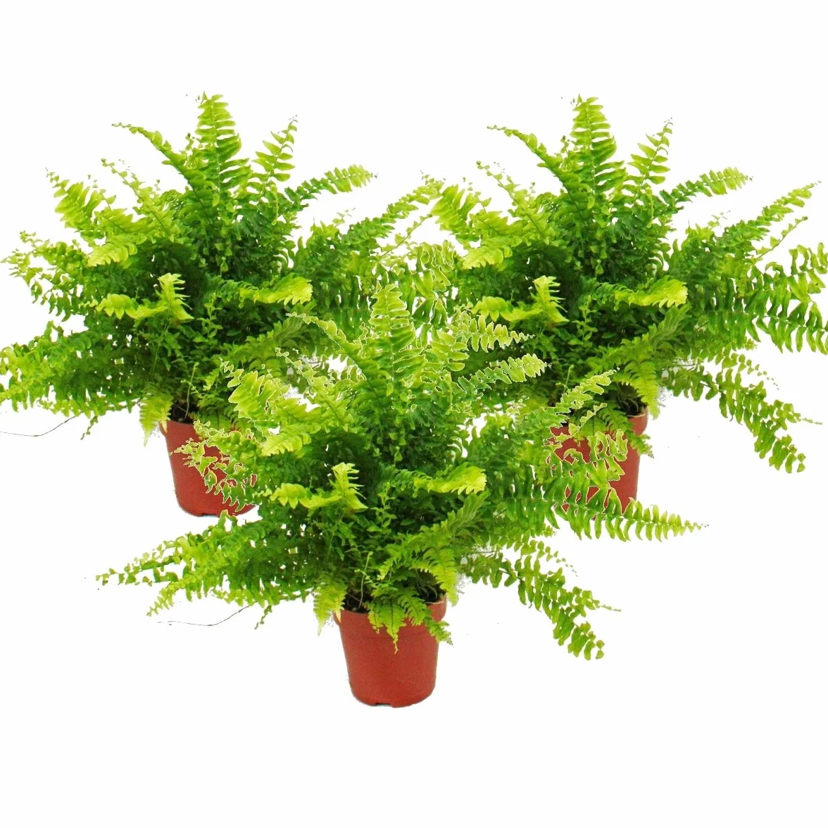 Nephrolepis jeu de 3 fougères sabres 12cm