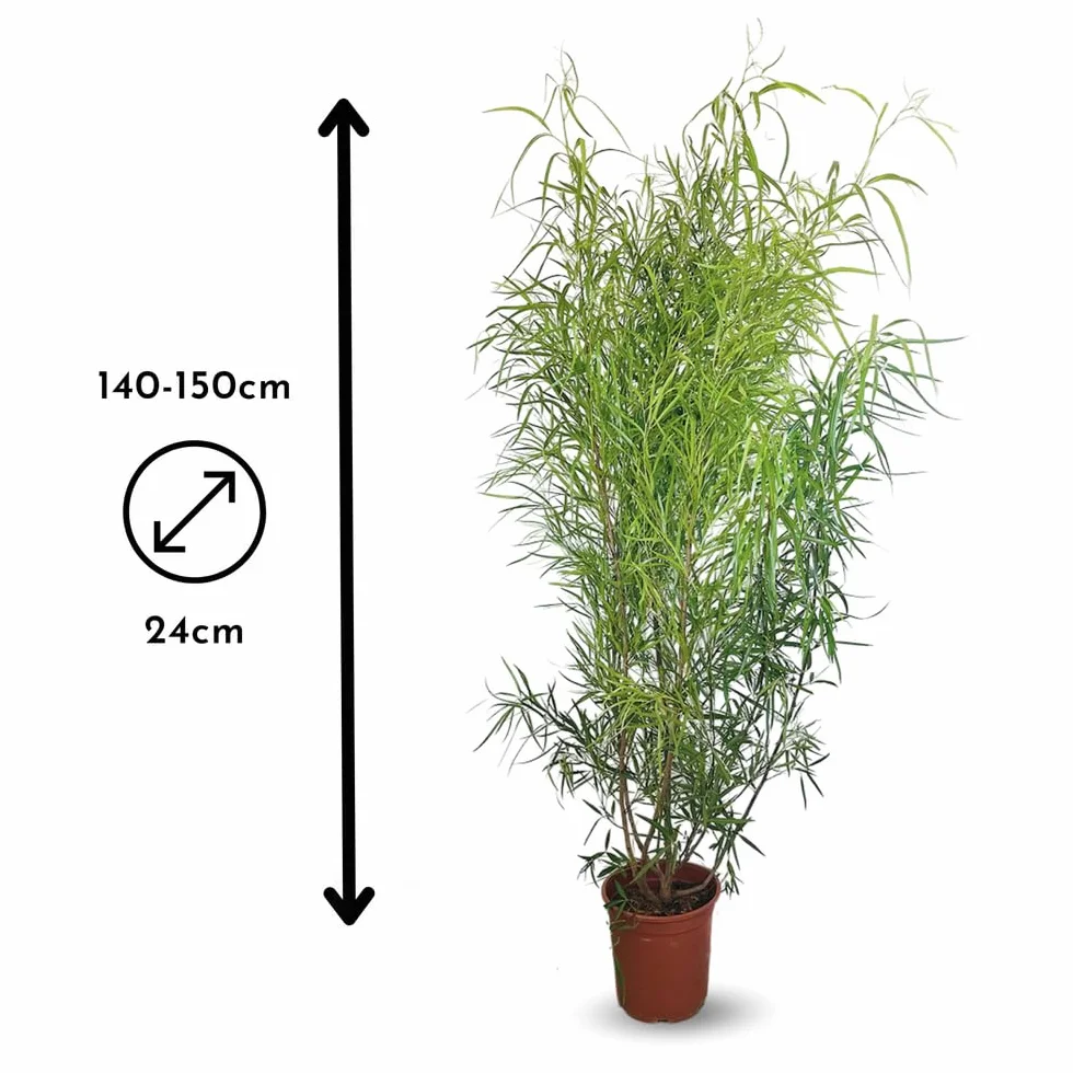 Rhus viminalis 100-110 cm ⌀ 24 cm bambou non traçant plante d'extérieur