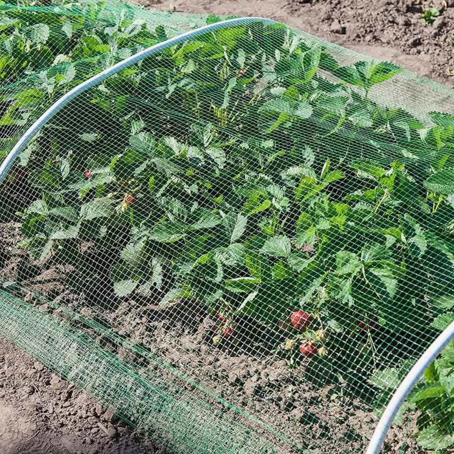 Filet Anti Oiseaux Potager Filet Jardin Potager Grimpant Treillis Plante Grimpante Exterieur Légumes Mesh Net pour Oiseaux Contrôle,10x10m