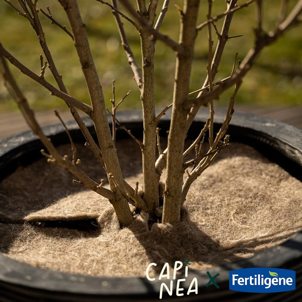 Fertiligène Capinea X Disque de paillage