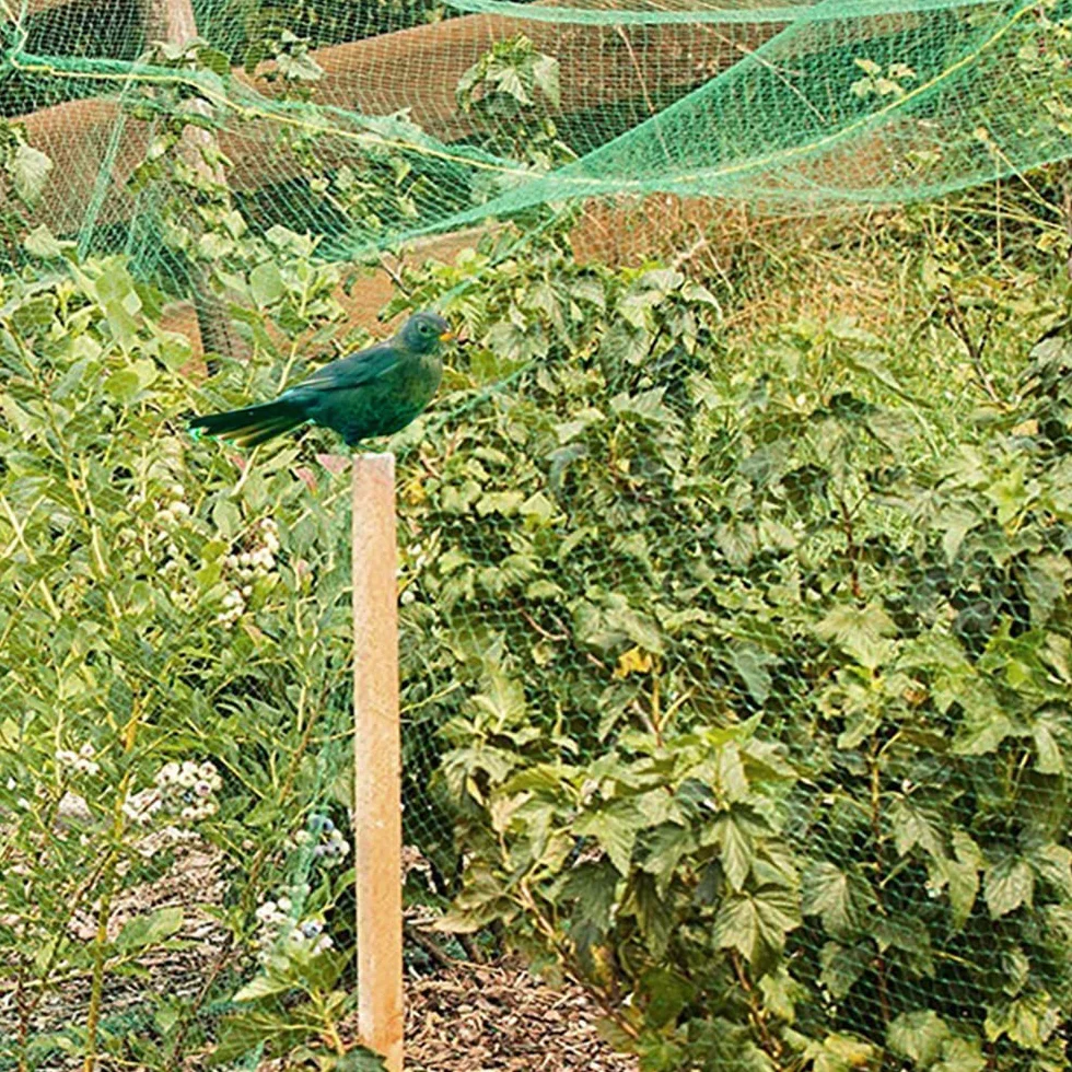 Filet anti-oiseaux 5 m x 10 m Lot de 2 avec attaches nylon pour protection plantes fruits légumes