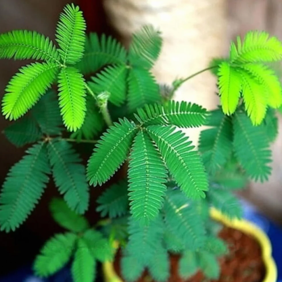 Mimosa Pudica Graines 100 Pcs, Jardin Bonsaï Plantes Décor Maison Pourpre