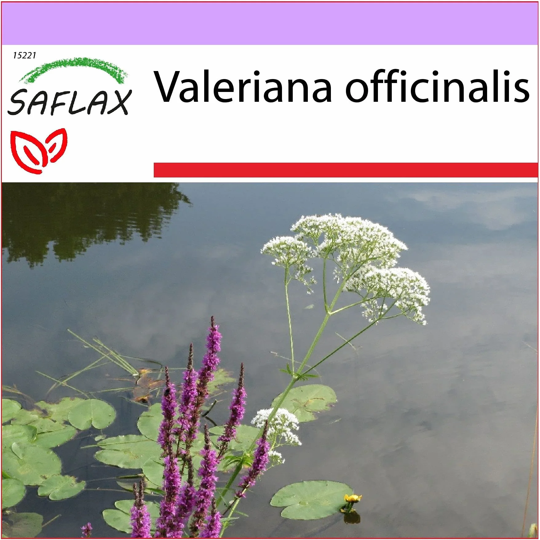 SAFLAX Valériane officinale 200 graines Valeriana officinalis