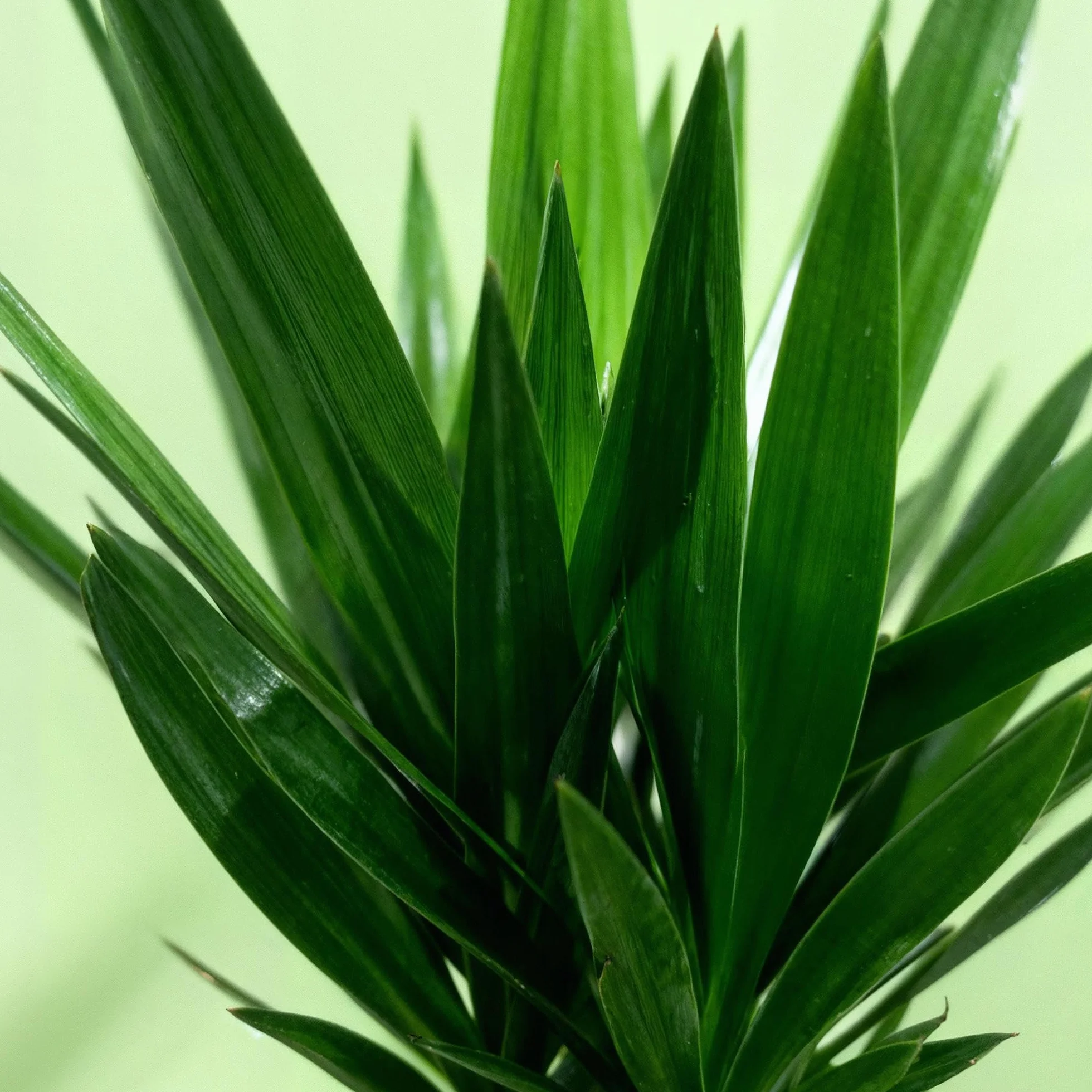 Yucca elephantipes Plante d'intérieur Pot 27cm Hauteur 170cm Vert