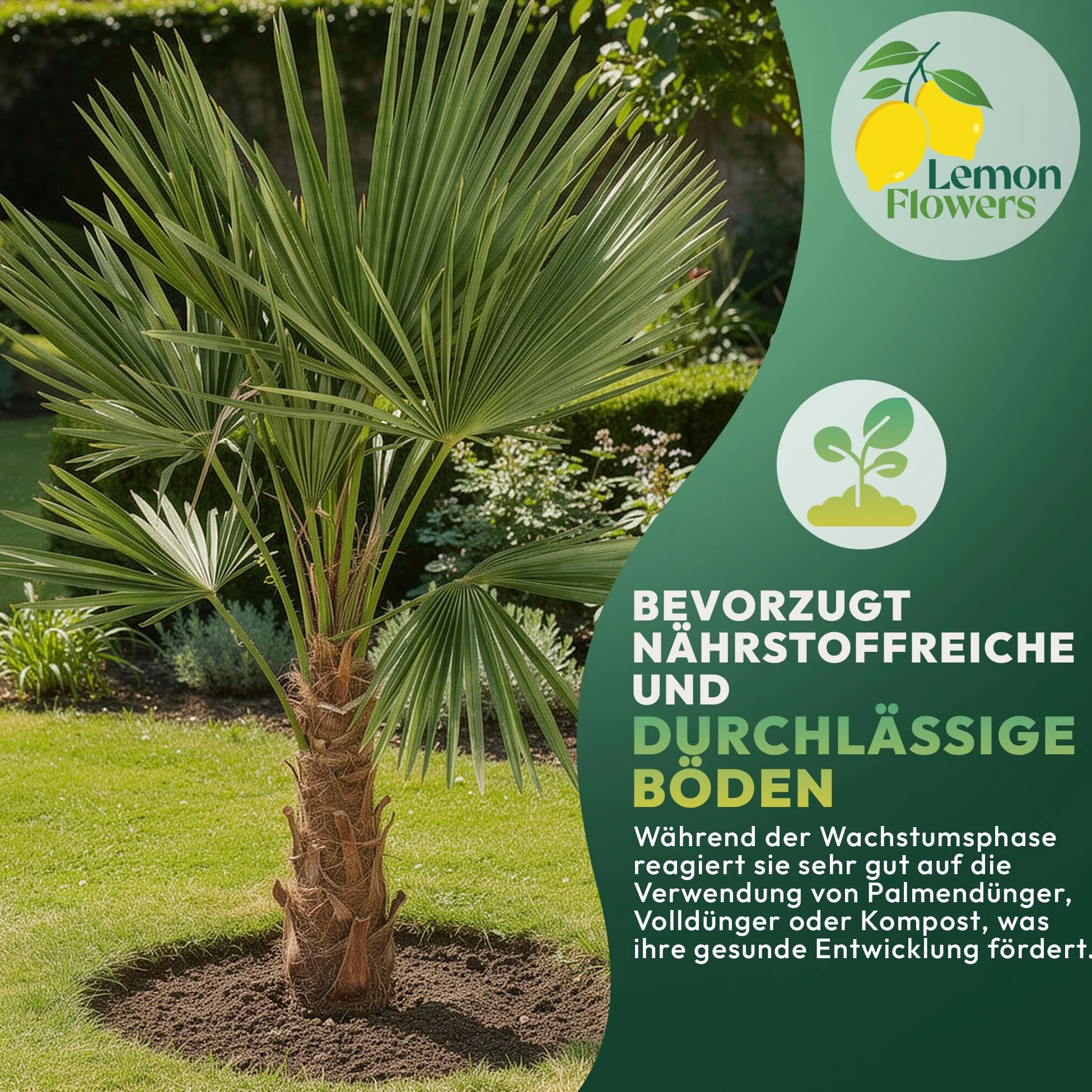 Palmier Trachycarpus Fortunei 140 cm – Palmier Extérieur Résistant -18°C | Palmier Naturel pour Jardin, Terrasse et Balcon – Plante d'Extérieur en Pot