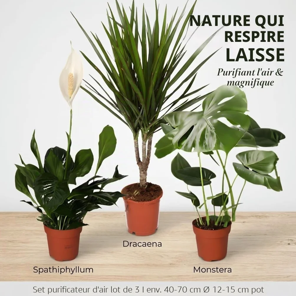 Lot de 3 purificateurs d'air Monstera, Spathiphyllum, Dracaena Ø 40-70 cm