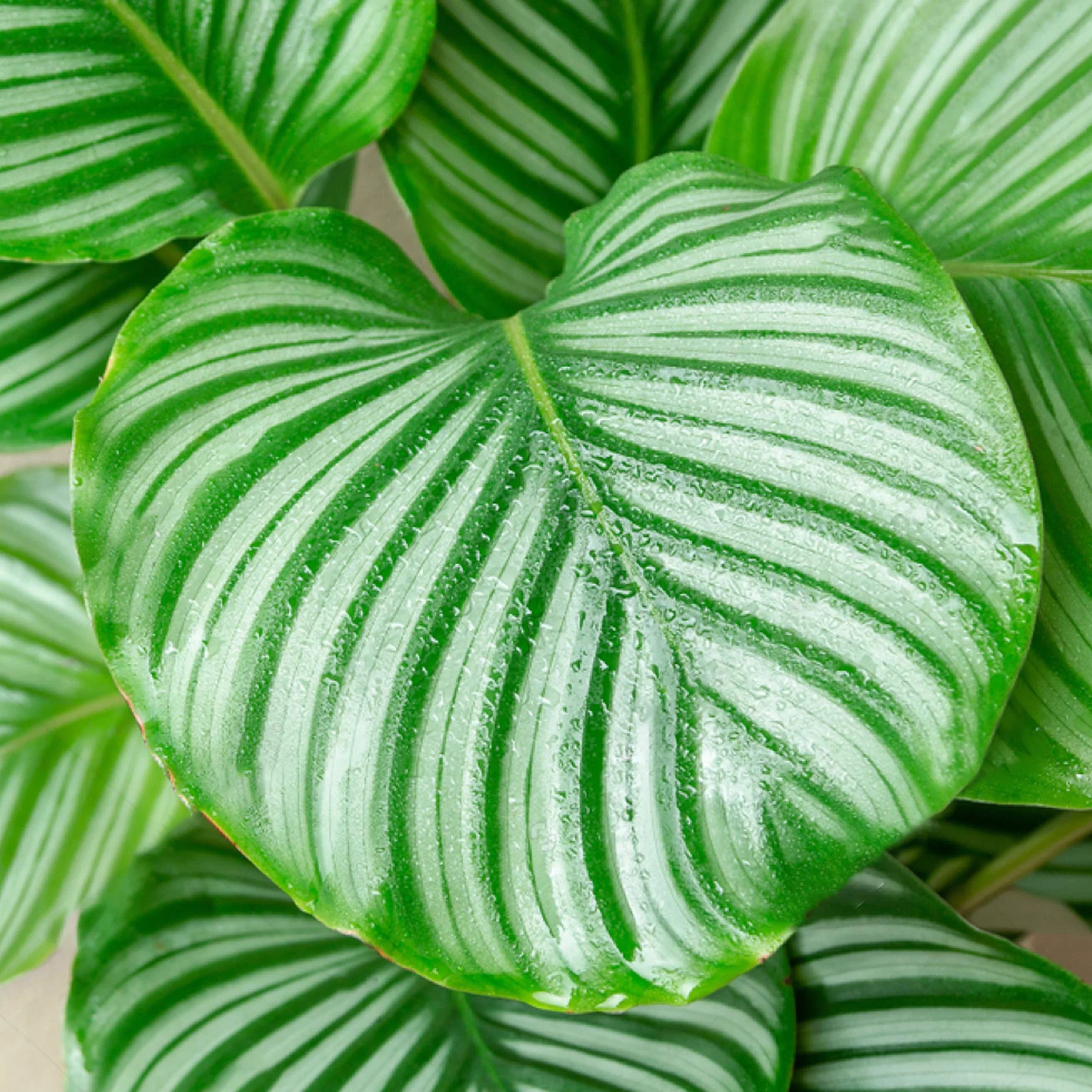 Plante Calathea 30-40cm en Pot Qualité Supérieure