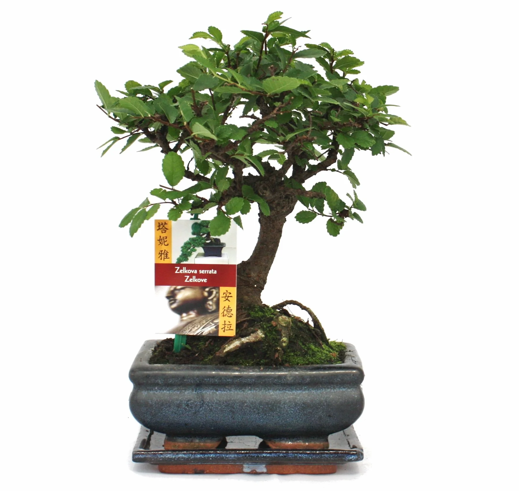 Bonsai Orme de Chine Ulmus parviflora 6ans Forme de Boule
