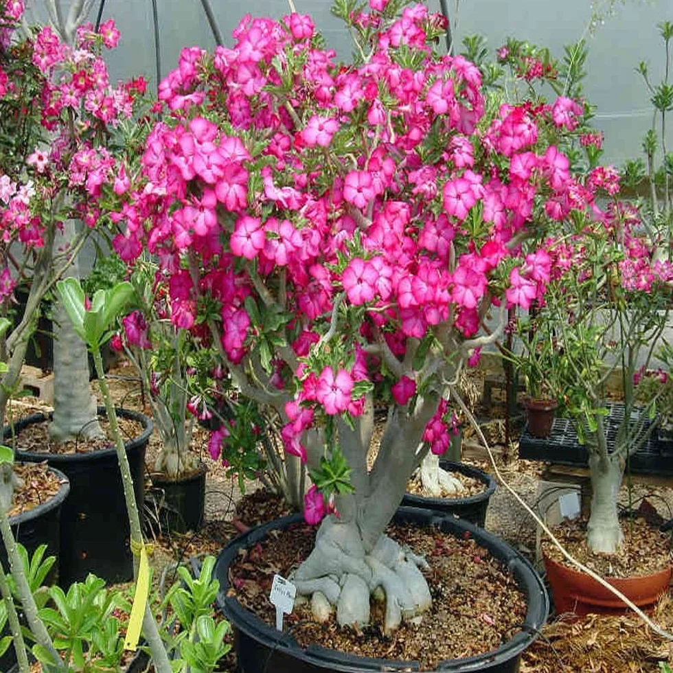 Adenium Obesum Seeds - 5PCS Rare Rose Desert Rose Graines, Bonsaï Arbre Plante Décor