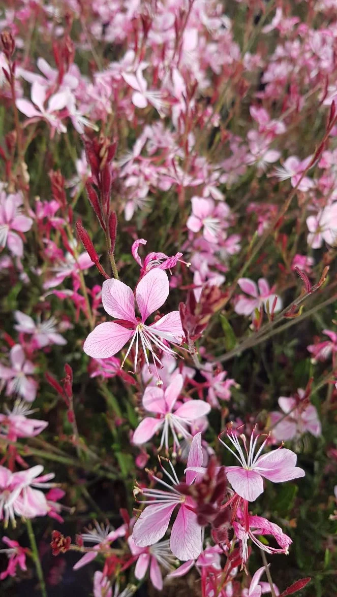 Gaura lindheimeri 'Siskiyou pink' Vivace 3-4 litres