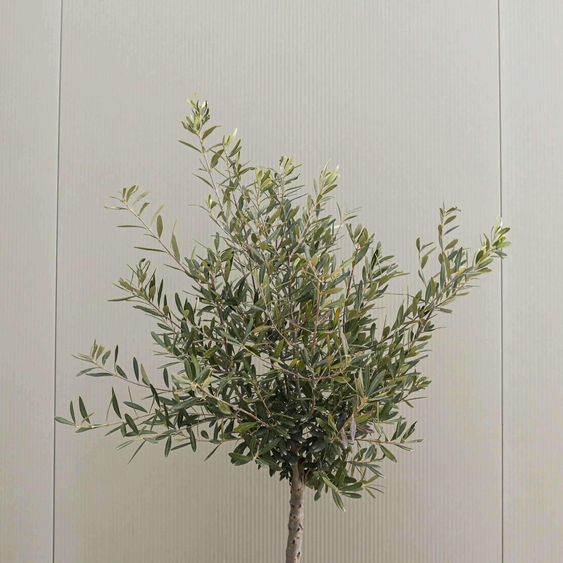 Olea Europaea Oliviers sur tige Set de 2 Pot 21cm Hauteur 90-100cm