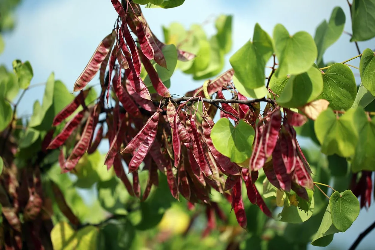 Cercis Siliquastrum Arbre de Judée 30 graines