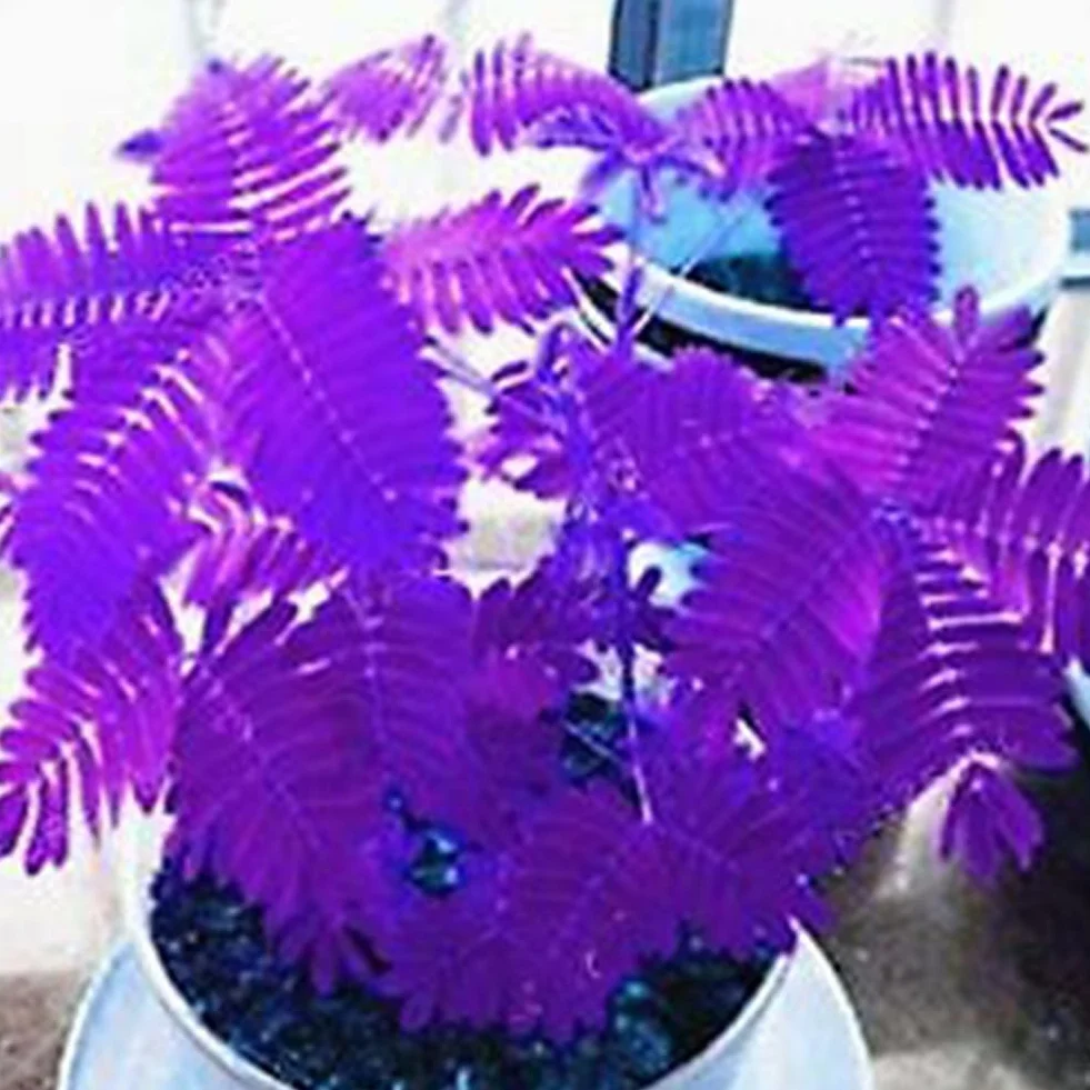 Mimosa Pudica Graines 100 Pcs, Jardin Bonsaï Plantes Décor Maison Pourpre