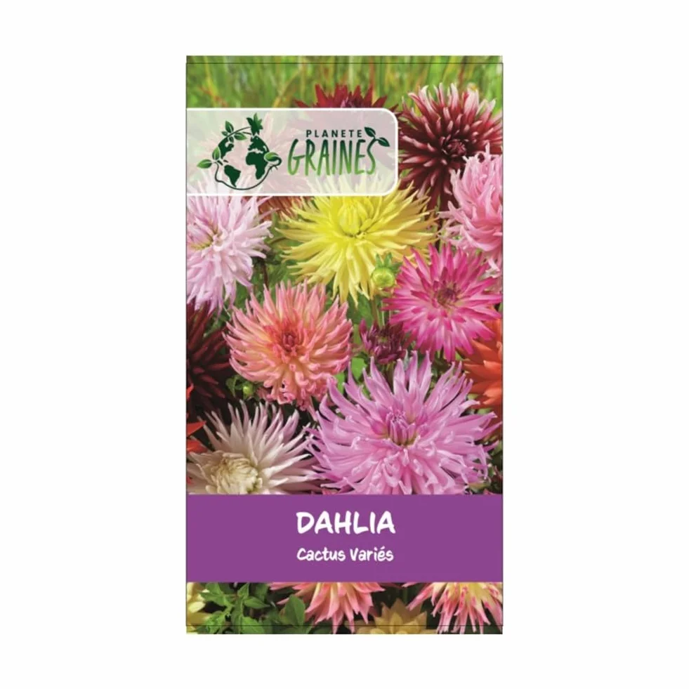 Graines de Dahlia Cactus Double Mixte, Grandes Fleurs aux Couleurs Variées