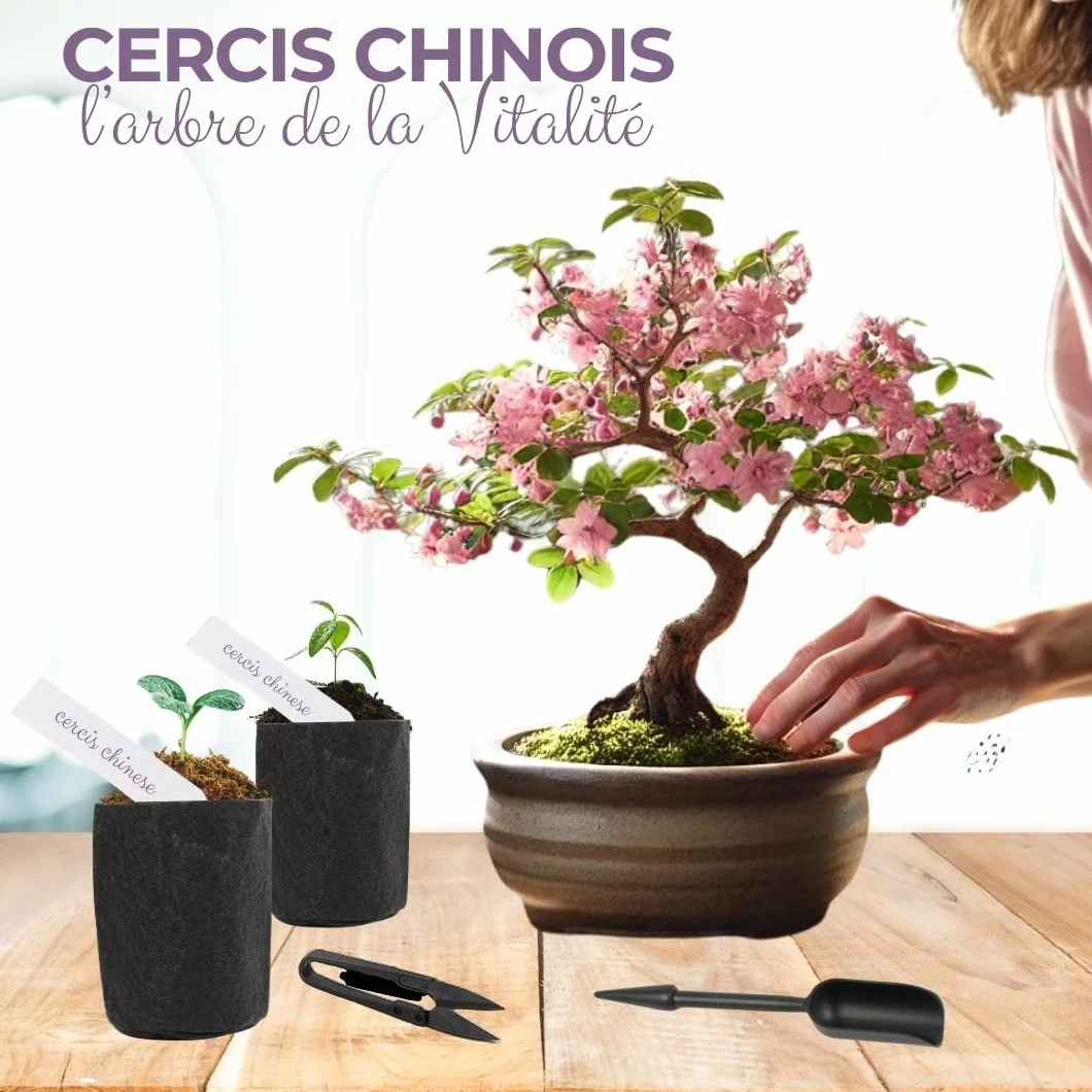 CULTIVEA® Kit First Bonsai – Kit de première culture de Bonsaï avec Graines & Accessoires, Made In France