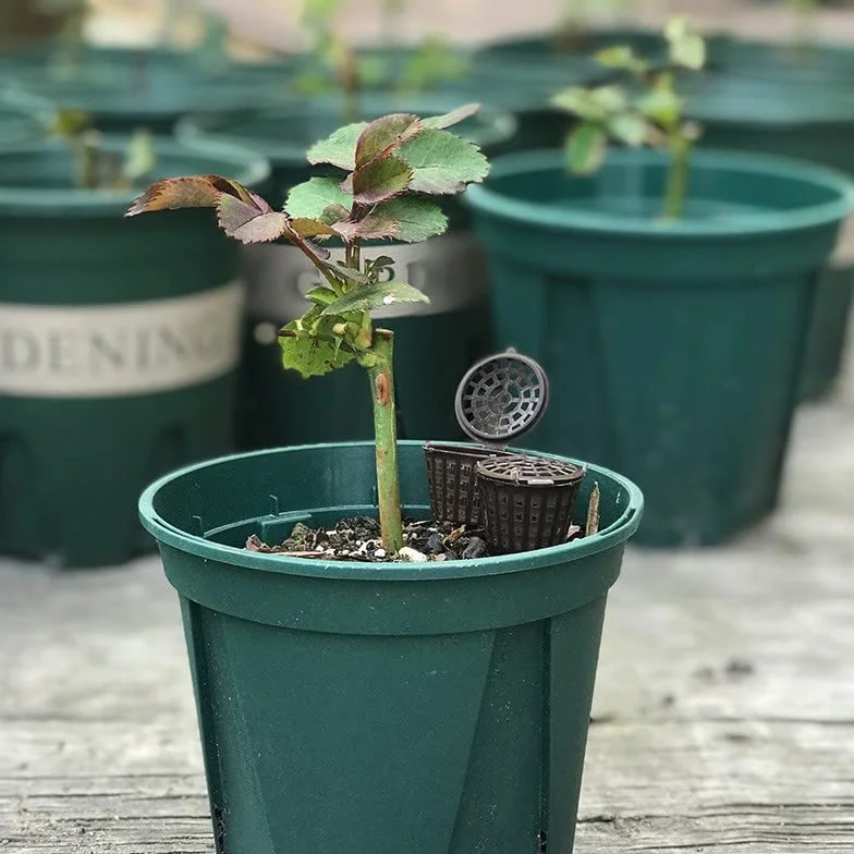Lot de 100 paniers d'engrais pour bonsaï L