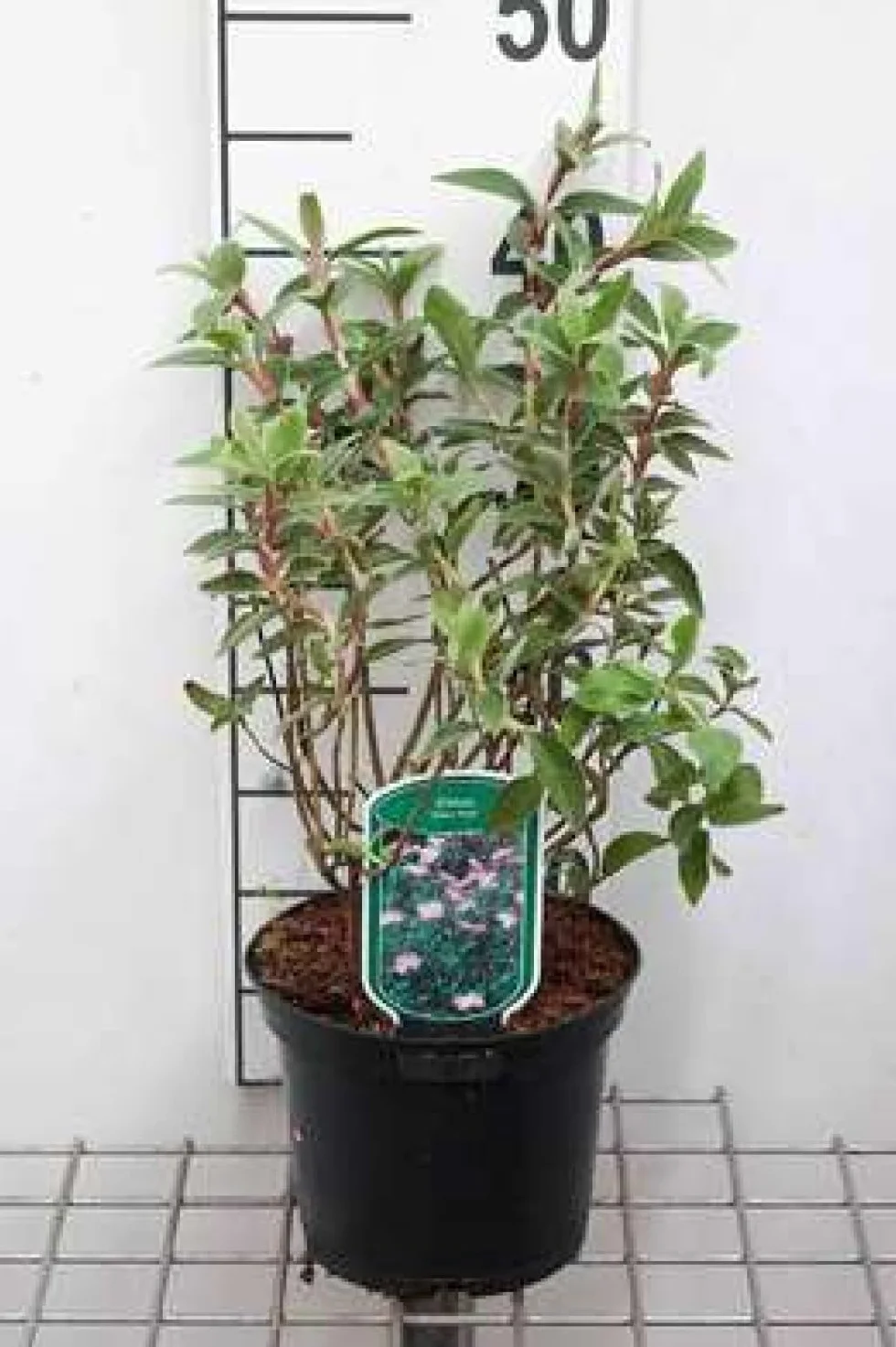 Cistus hybr. 'Silver Pink' Ciste Pulvérulent 20-25 cm en pot