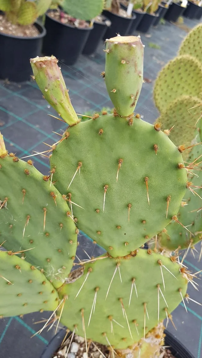 Opuntia engelmannii var. flavispina Cactée Conteneur 2-2.9 litres