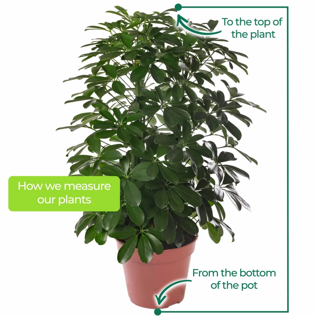 Schefflera Nora Plante d'intérieur rare exotique grande toujours verte