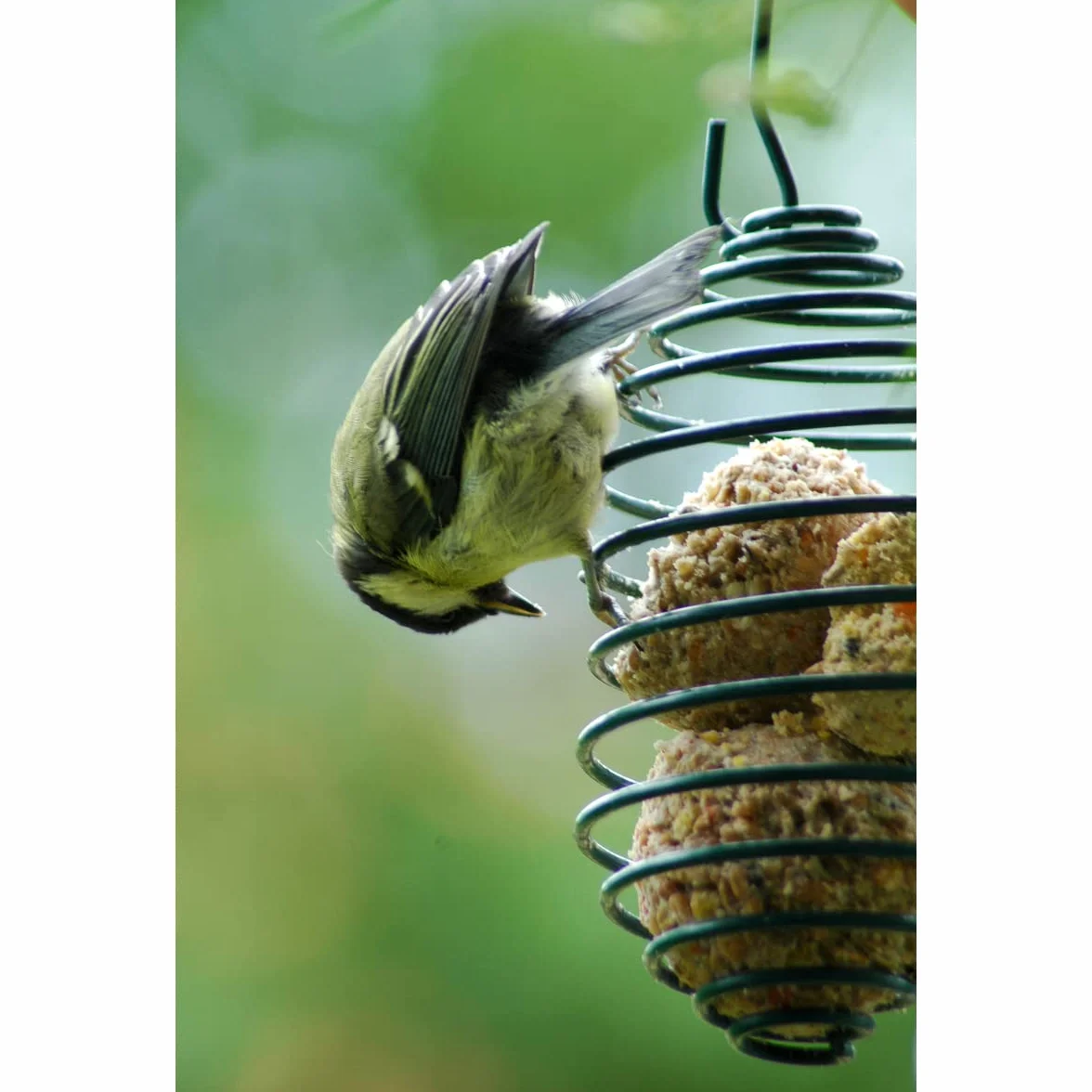 dobar Porte-boules de graisse Spirale d'alimentation 7,5 x 11 (26,5) cm Vert