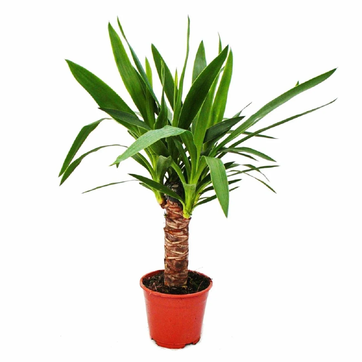 Palmier Yucca 1 plante Pot 14 cm Purifiant air Facile entretien