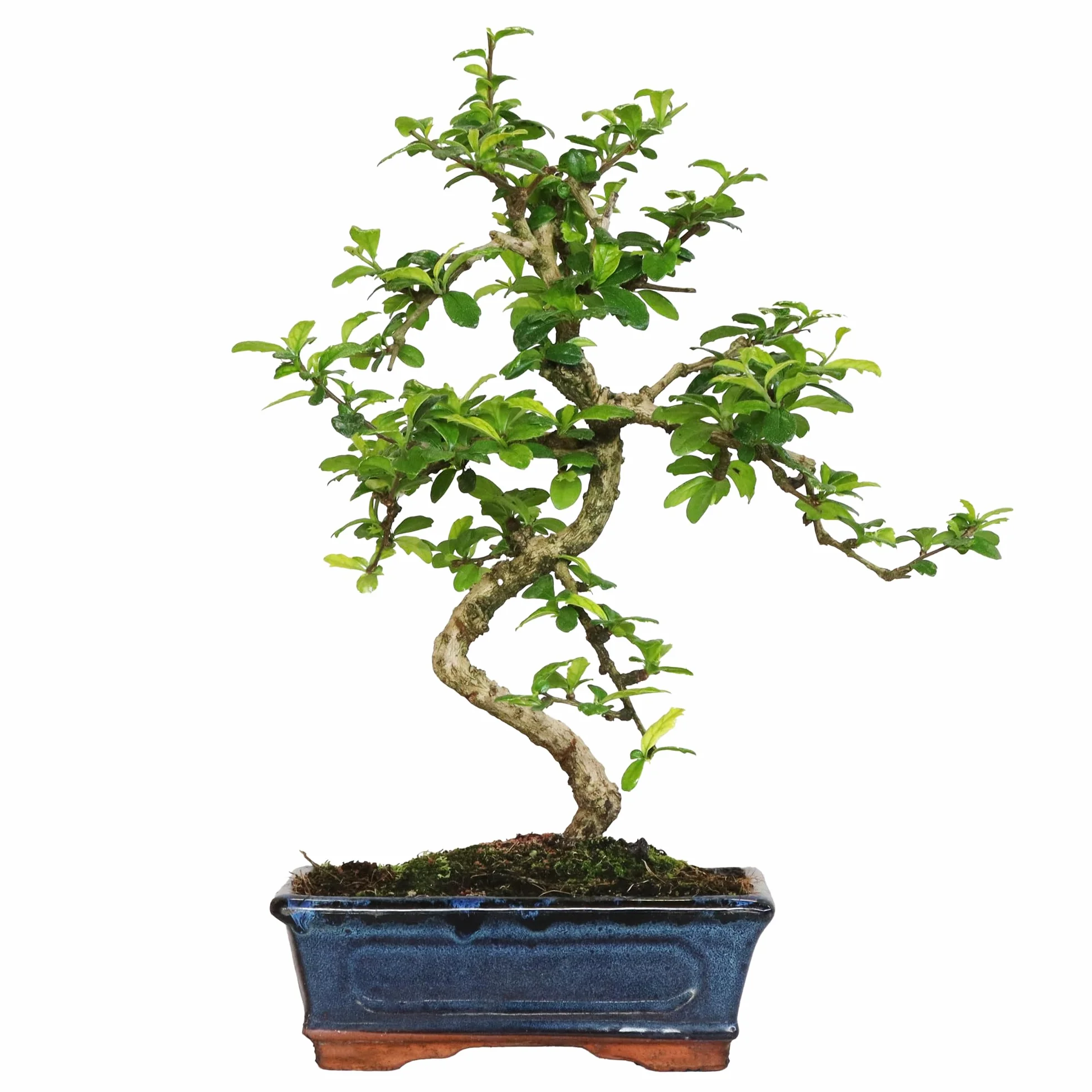 KENTIS Carmona Bonsai Fukien Tea Thé coréen H 35-45 cm Pot Ø 20 cm