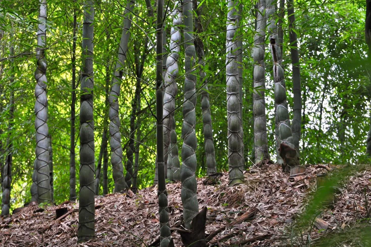 Bambou Moso - Phyllostachys pubescens - 20 graines