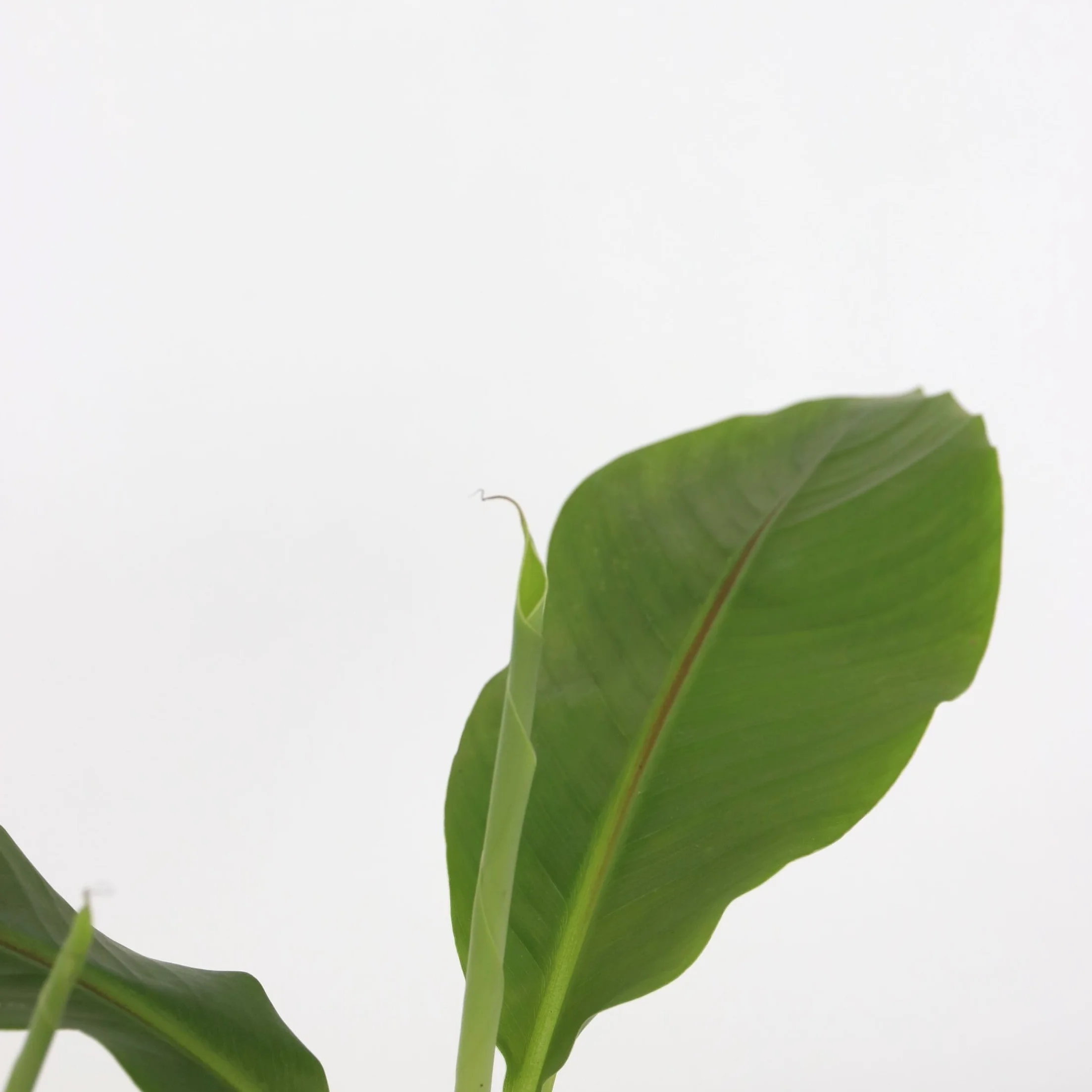 Musa Basjoo Bananier Rustique Plante Jardin Pot 9cm Hauteur 25-40cm Set de 6