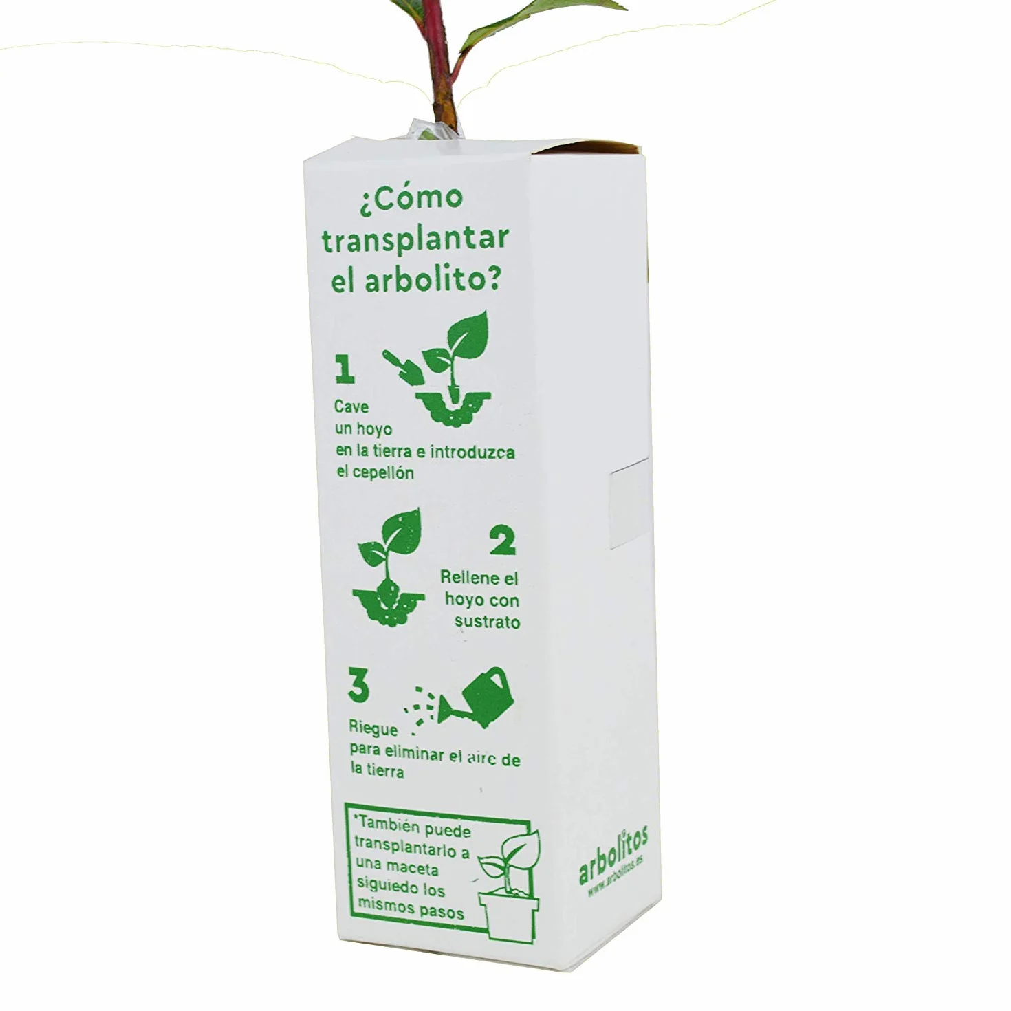 Lagerstroemia Indica Arbre de Jupiter Jeune Pousse 30 cm 1 Unité