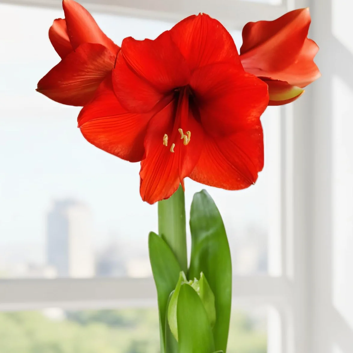 Amaryllis Bulbe Red Passion - Hippeastrum - 1 pièce - Bulbes à fleurs grand format 26/30 - Naturelle plantes de Hollande